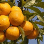 Oranges on a tree
