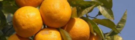 Oranges on a tree
