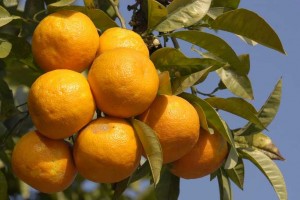 Oranges on a tree
