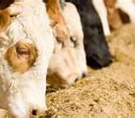 Animal Feed 4 Animal Feed 4