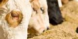 Animal Feed 4