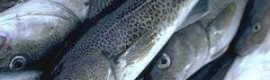 Fish Fish