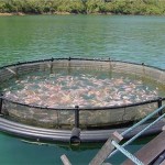 Farmed Fish Farmed Fish
