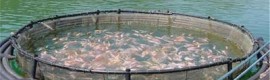 Farmed Fish