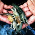 Gulf Coast Shrimp A fisherman holds shrimp caught along the gulf coast